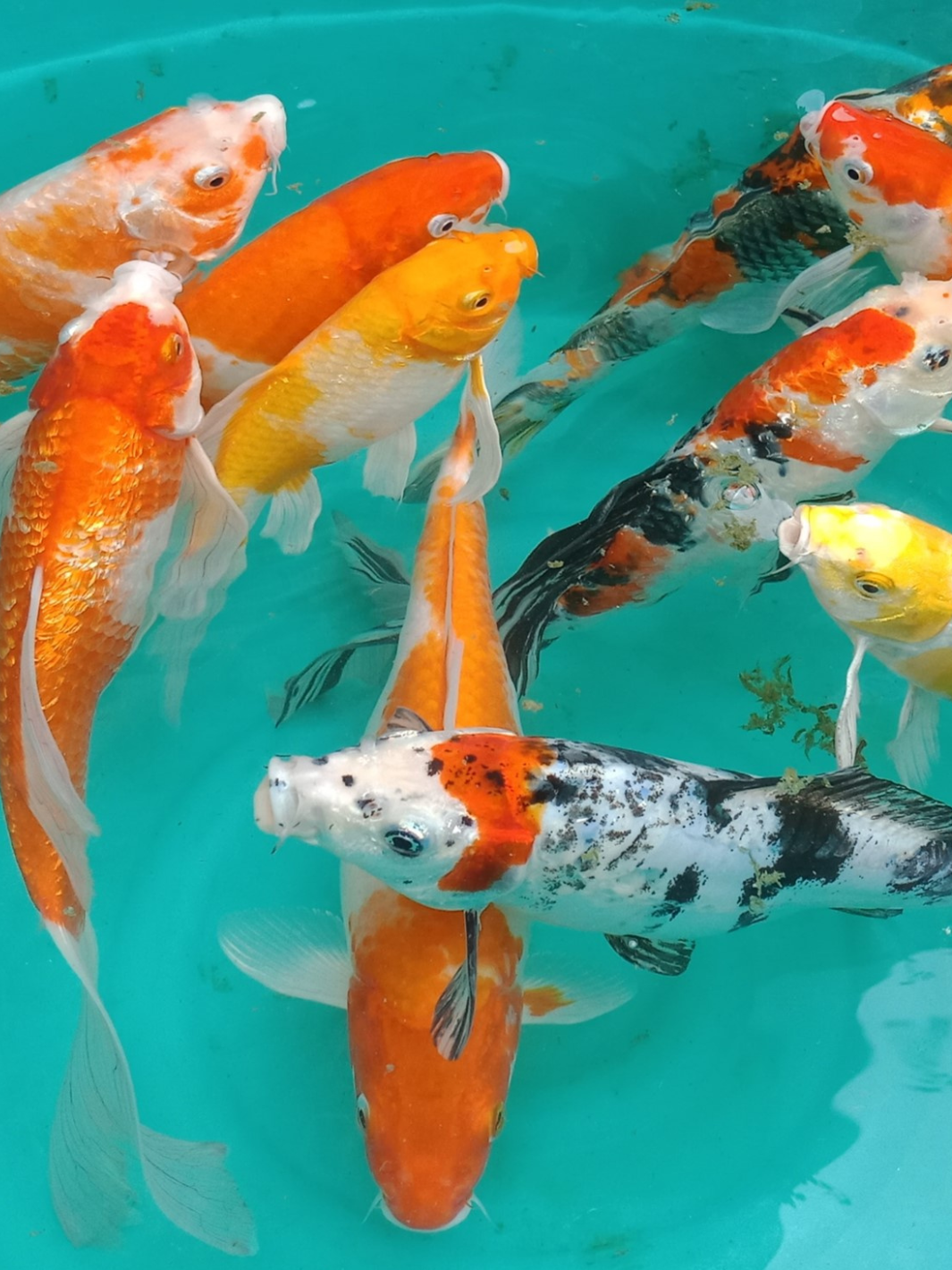 Assorted Koi Fish